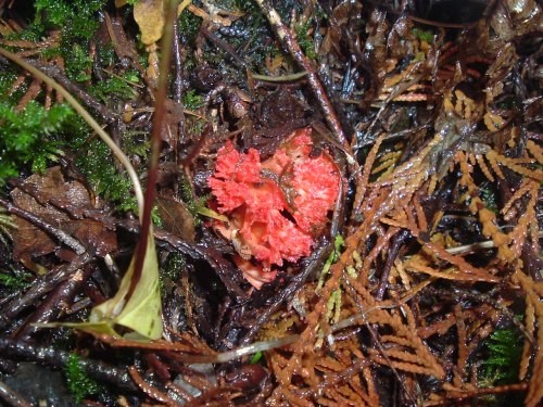 red coral mushroom